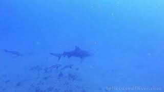 Bull Shark Carcharhinus leucas SS Yongala Queensland [upl. by Poliard22]