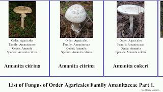 List of Fungus of Order Agaricales Family Amanitaceae Part 1 augusta australis caesarea arenaria [upl. by Halsted471]