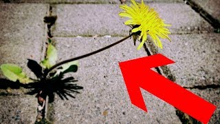 Gartentipp Unkraut amp Moos leicht aus Fugen entfernen ohne Bücken – Pflasterfugen reinigen Lifehack [upl. by Ennirak514]