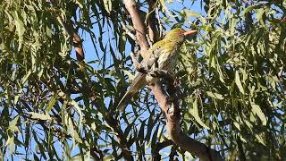 Olivebacked Oriel Hervey Bay Qld [upl. by Sams162]