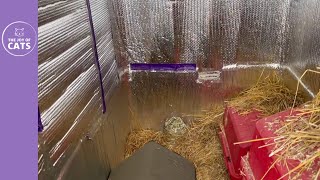 Tour of my cat shed shelter for the outdoor cats [upl. by Arola]