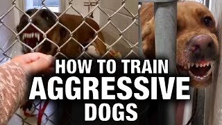 How to Train Aggressive Dogs [upl. by Dnomad]