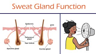 Oil and Sweat Glands [upl. by Antsirhc]