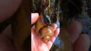 Catch Apple snail in the freshwater on holyday Apple snail video snail naturallifestyle nature [upl. by Anasiul]