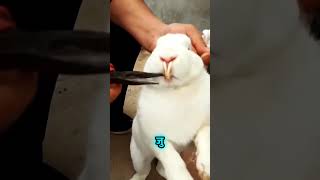 Rabbit owner help cutting teeth🤨 shorts viral trending factforma [upl. by Kipper]