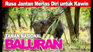 Banyuwangi Baluran  BERBURU Rusa Jantan Merias Diri  Drone Dji Mavic [upl. by Eimaraj]