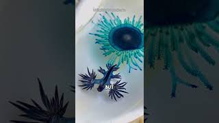 Blue Dragon Sea Slug Is TOXIC  Glaucus Atlanticus shorts [upl. by Roderica]