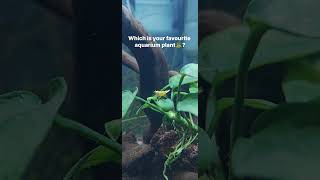 Which is your favourite aquarium plant🪴 aquarium aquariumplant aquaticplants aquaticplant [upl. by Hazard]