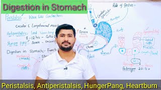 Digestion in Stomach  Peristalsis antiperistalsis Hunger Pang Fsc Biology [upl. by Larred]