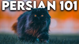 Persian Cat 101  Literally Everything You Need To Know Updated [upl. by Abey]