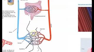 Blodets kredsløb [upl. by Amek]