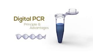 Digital PCR Principle amp Advantages [upl. by Schaumberger]