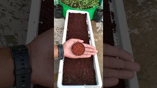 😲90 लोगों को पता नहीं होगा ये तरीका से dhaniya kaise lagaye  How to grow coriander faster [upl. by Warren325]