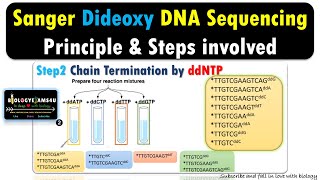 DNA Sequencing  Principles and Steps in Sanger Dideoxy Chain termination [upl. by Gneh]