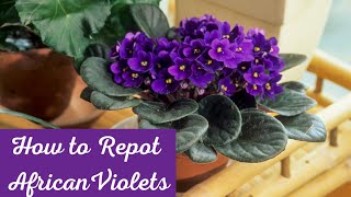 The BEST 6 Tips to Repot AFRICAN VIOLETS Indoors 🍃 Growing African violets 🌿 zone 4 🌱 [upl. by Fairweather]