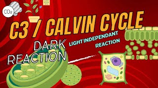 Calvin CycleC3 CycleLight Independent reaction Dark reactionCarbon Fixation Cyclephotosynthesis [upl. by Dewain518]