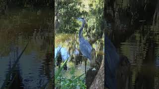 Great Blue Heron [upl. by Morgen]