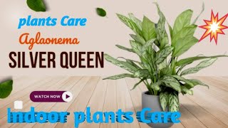 Aglaonema Care The Secrets to Thriving Houseplants [upl. by Ob]