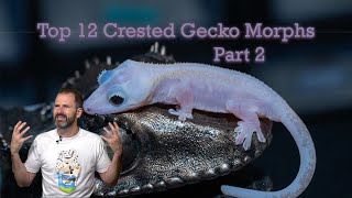 Top 12 Crested Gecko Morphs 2024 Part 2 [upl. by Enidlareg]