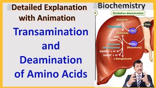 Transamination and Deamination of Amino Acids [upl. by Schaper]