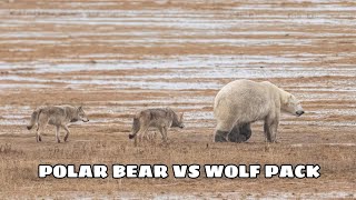 POLAR BEAR VS WOLF PACK [upl. by Ylellan270]