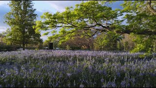 Camassia Fields [upl. by Domonic]