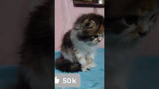 Calico kitten in nampally9247877251youtubeindia shortindia catvideos cats catlover [upl. by Huberman]