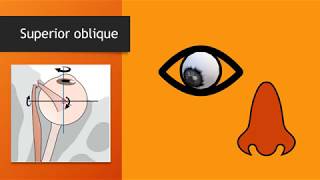 Movements of the eyeball animated OR Actions of extraocular muscles [upl. by Ayitahs875]