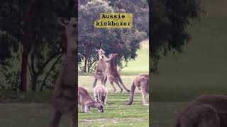 Kangaroo fight the iconic battle between two males rarefootage aussiewildlife animaldocumentary [upl. by Millicent]