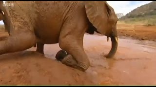 Elephant Diaries S01E01 [upl. by Halden967]