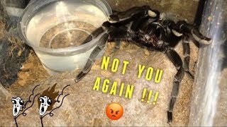 WATERING my TARANTULAS quotPart 2quot [upl. by Kevina]