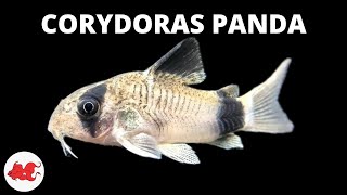 Corydoras panda ✔ [upl. by Angus]