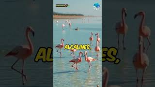 les flamants roses La distribution [upl. by Habeh230]