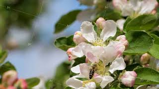 Bee collecting honey [upl. by Rilda]