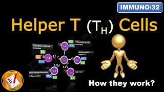 Helper T Cells TH1 cells TH2 cells TH17 cells TFH cells and Treg cells FLImmuno32 [upl. by Anelim278]