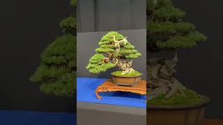 Trophy 2024 bonsai belgium [upl. by Aivon]