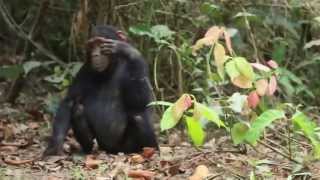 Chimpanzees Greet and Show Respect [upl. by Abocaj]