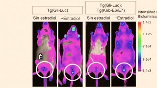 La bioluminiscencia permite evaluar de mejor forma fármacos anticancerígenos [upl. by Eirena]