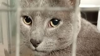 French Blue Silver Grey Chartreux Cat [upl. by Joan330]