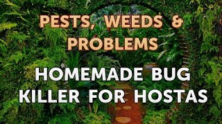 Homemade Bug Killer for Hostas [upl. by Maddocks]