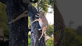 ¡Leopardo vs búfalos leopardo vs bufalos animalessalvajes [upl. by Emogene232]