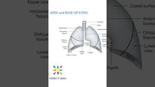 Anatomy Thorax 276 lung apex base diaphragm parts viva [upl. by Atteirneh822]