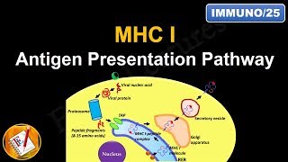 Antigen Processing and Presentation PART I MHC I Antigen Presentation pathway FLImmuno25 [upl. by Ocire]