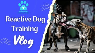 From Reactive to Calm Transform Your Dogs Behavior Around Other Dogs [upl. by Baryram]