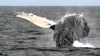 Sonido de Ballena  Sonidos de Animales para niños [upl. by Guenzi]