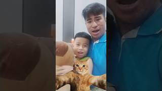 Mèo con lười học shortvideo funny [upl. by Doownel85]