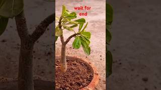 Adenium plant repotting and update 😊🌸 adenium gardenadeniumgarden [upl. by Mure344]