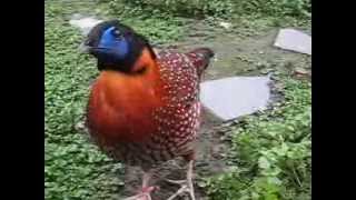 Tragopan temminck 26102013 [upl. by Einra]