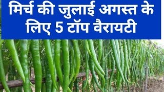 मिर्च की हाइब्रिड वैरायटी hybrid variety of chilli eagal mirch teja4 078 Sunidhi ak47 mirch ki kism [upl. by Sivar]