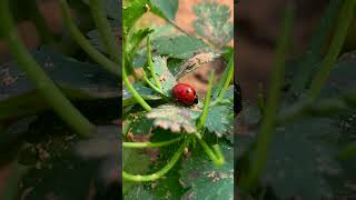 Ladybug facts and interesting information [upl. by Ransell]